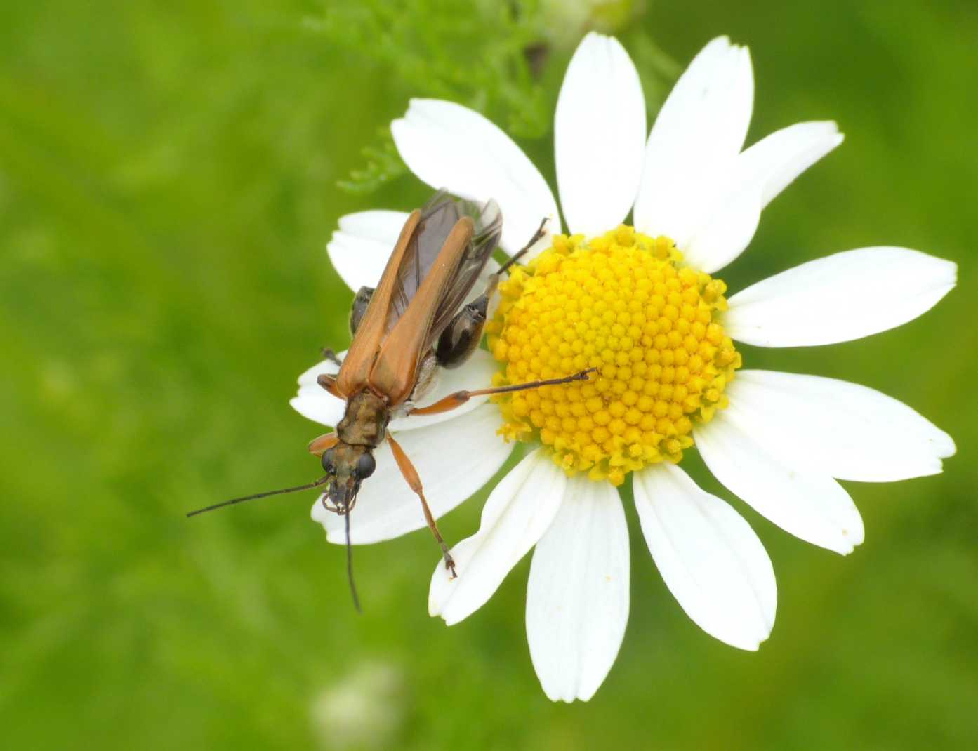 Maschio di Oedemera podagrariae?
